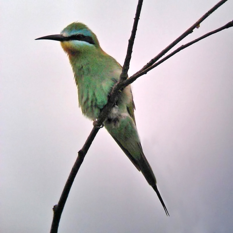 Blue-cheeked Bee-eater 