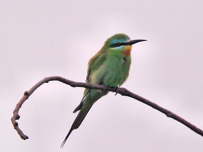 Blue-cheeked Bee-eater 